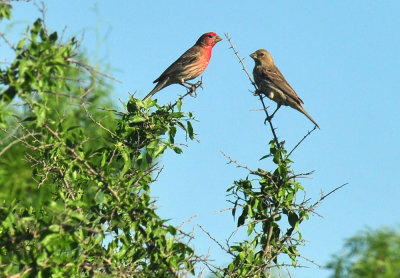 410cr365cooks_133housefinches.jpg