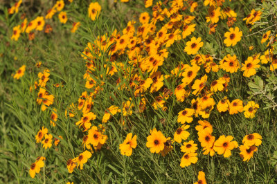 410cr365cooks_135yellowflora.jpg