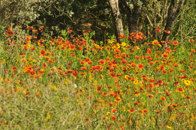 410cr365cooks_139flora.jpg
