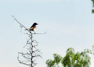 410cr365cooks_148mockingbird.jpg