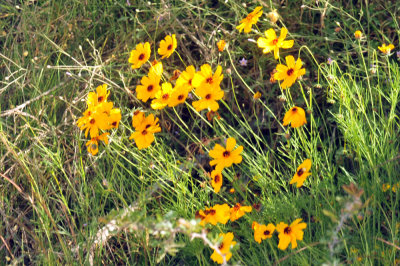 410cr365cooks_180yellowflora.jpg