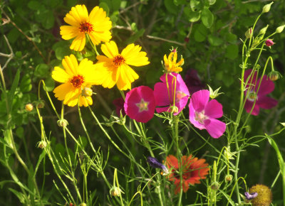 410cr365cooks_207flora.jpg
