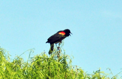 410cr365cooks_231redwing.jpg