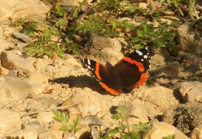 410cr365cooks_redadmiral.jpg