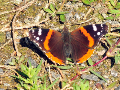 410cr365cooks_306redadmiral.jpg