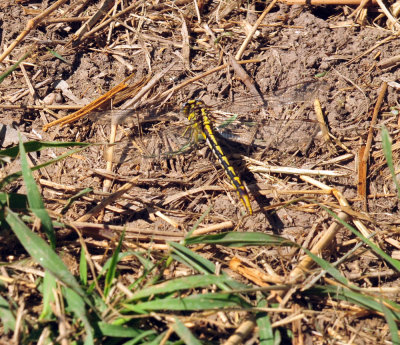 410cr365cooks_310clubtail.jpg