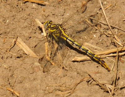 410cr365cooks_312clubtail.jpg