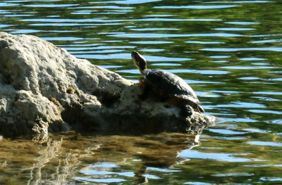 415neals_122slider.jpg