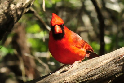 415neals_202cardinal.jpg