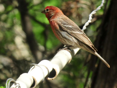 415neals_210housefinch.jpg