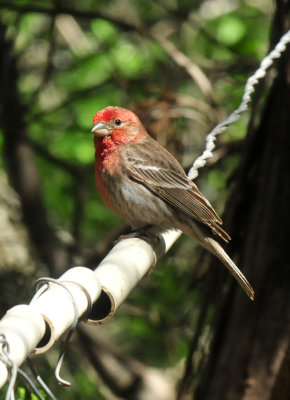 415neals_214housefinch.jpg