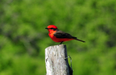 415neals_227vermilion.jpg