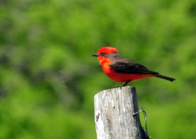 415neals_229vermilion.jpg