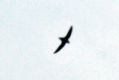 416neals_003chimneyswift.jpg