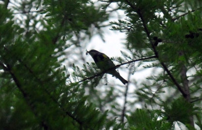 417neals_159bird_with_bug.jpg