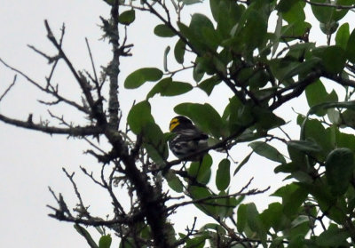 417neals_230goldencheekedwarbler.jpg