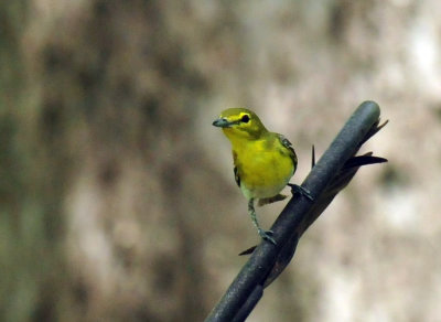 417neals_301yellowthroatevireo.jpg