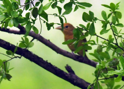 417neals_306summertanager.jpg