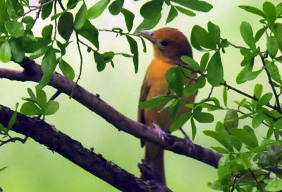 417neals_315summertanager.jpg