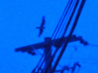 52nighthawks_032LESSERS.jpg