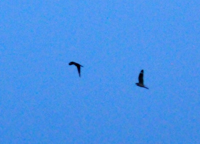 Nightjars