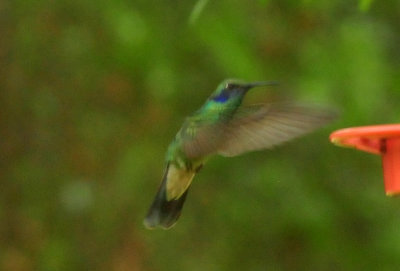 Rare bird from Mexico a month of excitement and great looks