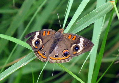 63cooks_048commonbuckeye.jpg