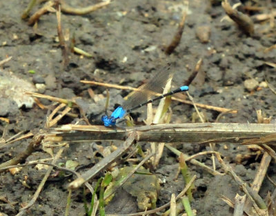 615county_261bluefronted.jpg