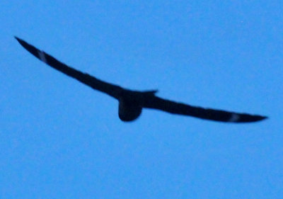 622saturday_065lesser.jpg