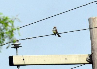 622cooks_005mockingbird.jpg