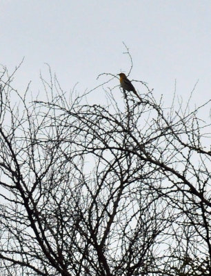 622cooks_046orchardoriole.jpg