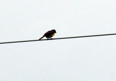 623cooks_010yellowbreastedchat.jpg