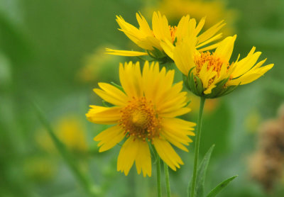 623cooks_042cowpendaisy.jpg