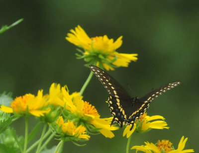 623cooks_044blackswallowtail.jpg