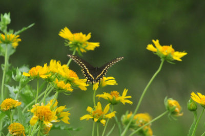 623cooks_046blackswallowtail.jpg
