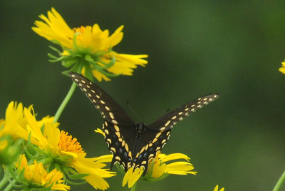 623cooks_045blackswallowtail.jpg