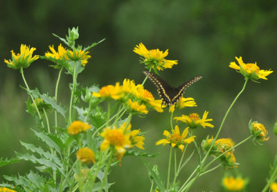 623cooks_047blackswallowtail.jpg