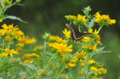 623cooks_048blackswallowtail.jpg