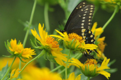 623cooks_052blackswallowtail.jpg