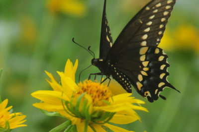 623cooks_056blackswallowtail.jpg