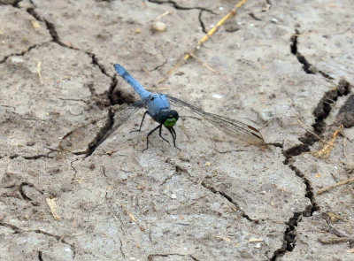 623cooks_073easternpondhawk.jpg