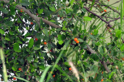 623cooks_076hackberry.jpg