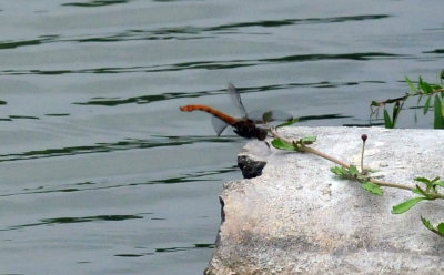 623cooks_080flagtailspinylegs.jpg