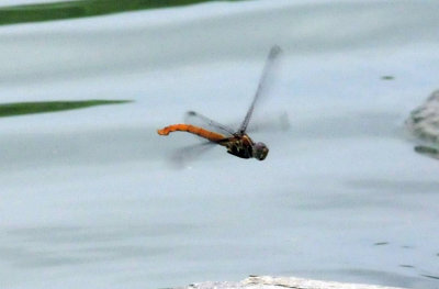 623cooks_088flagtailspinylegs.jpg