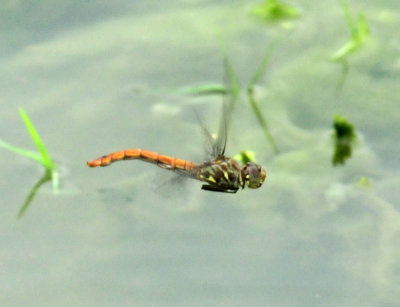 623cooks_103flagtailspinylegszzzzzzz.jpg