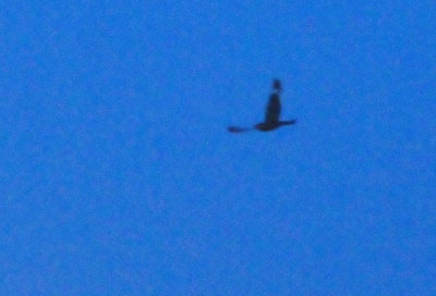 624downtown_013lesser.jpg