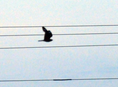 624downtown_054lesser.jpg