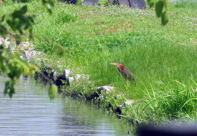 624cooks_007greenheron.jpg