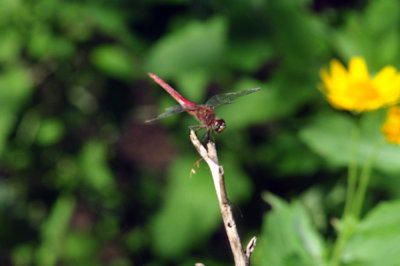 625cooks_021redtailpennant.jpg