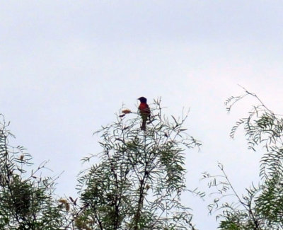 625cooks2_003paintedbunting.jpg